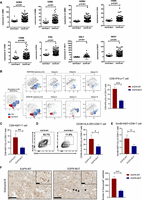 Interleukin-10 induces expression of CD39 on CD8+T cells to