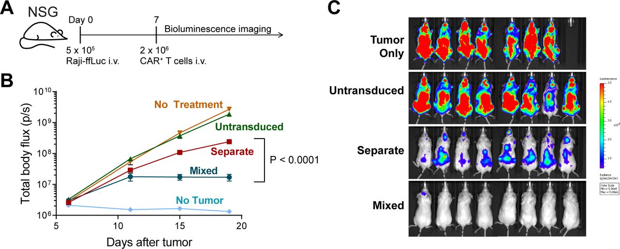 CD8+ chimeric antigen receptor T cells manufactured in absence of CD4 ...