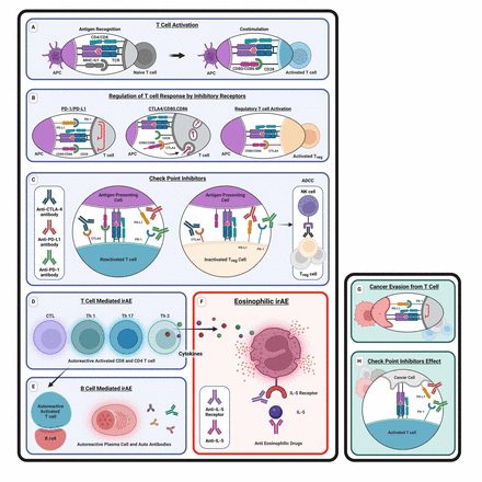 | biological actions exerted by il-5 on eosinophils.... Targeted inhibition of the IL5 axis for immune checkpoint inhibitors ...
