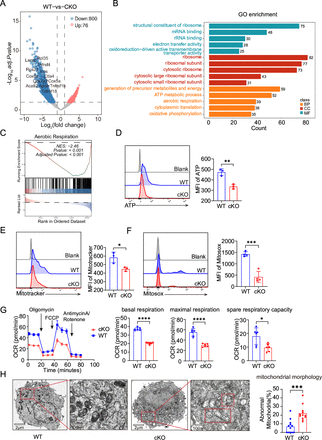 YAP enhances mitochondrial OXPHOS in tumor-infiltrating Treg