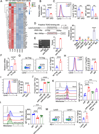 YAP enhances mitochondrial OXPHOS in tumor-infiltrating Treg