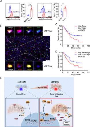 YAP enhances mitochondrial OXPHOS in tumor-infiltrating Treg