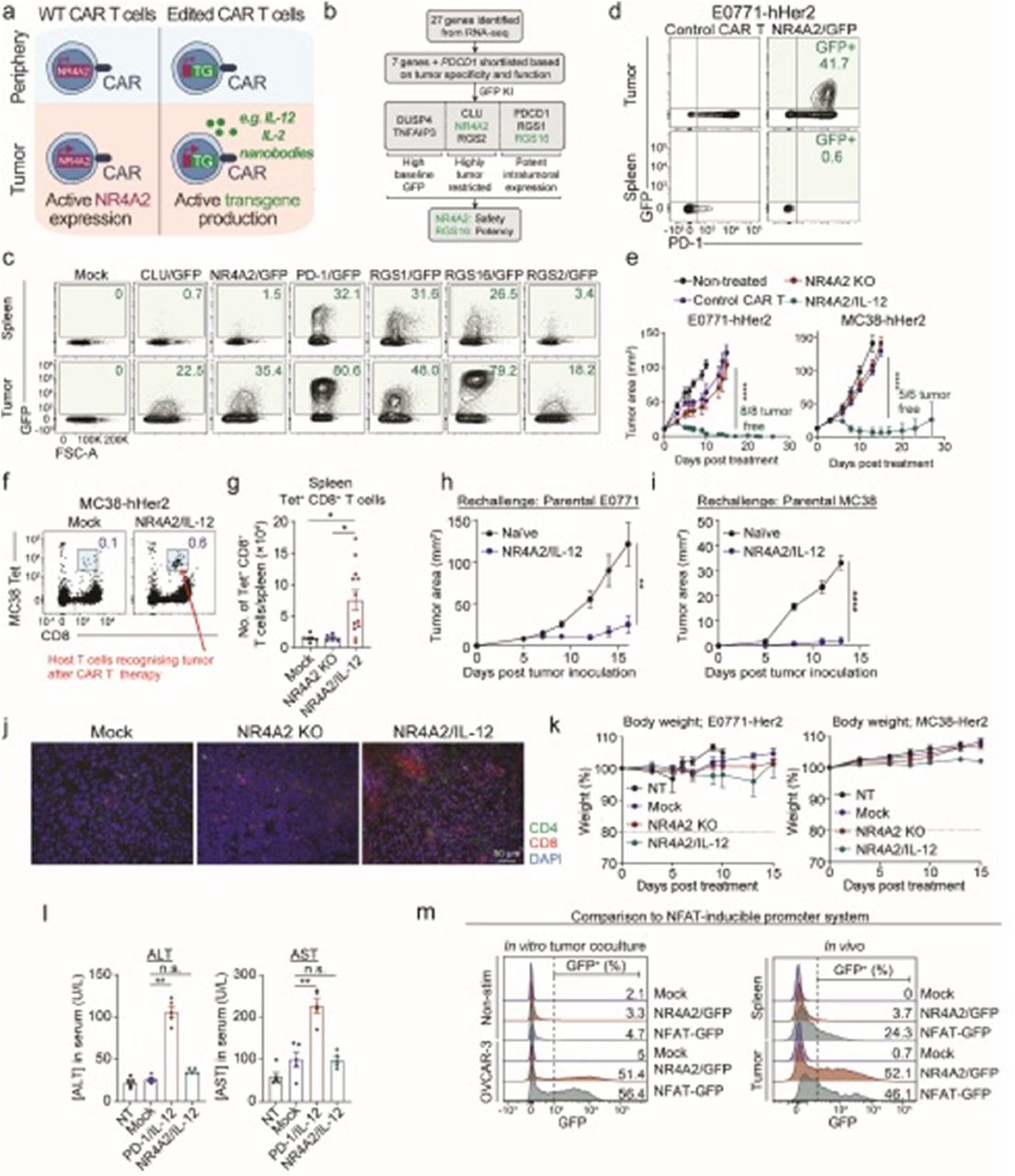 240 CRISPR engineering of armored CAR T cells enables tumor-restricted ...