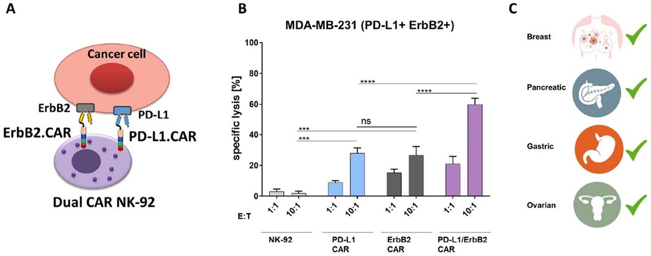 256 Dual targeting of PD-L1 and ErbB2 by CAR-NK cells enables specific ...