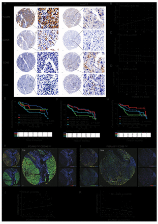 Disruption of tumor-intrinsic PGAM5 increases anti-PD-1 efficacy