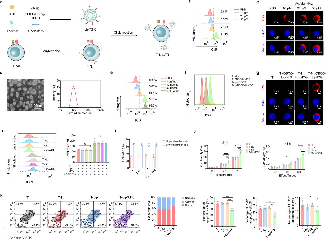 Lipid metabolic remodeling delays senescence of T cells to