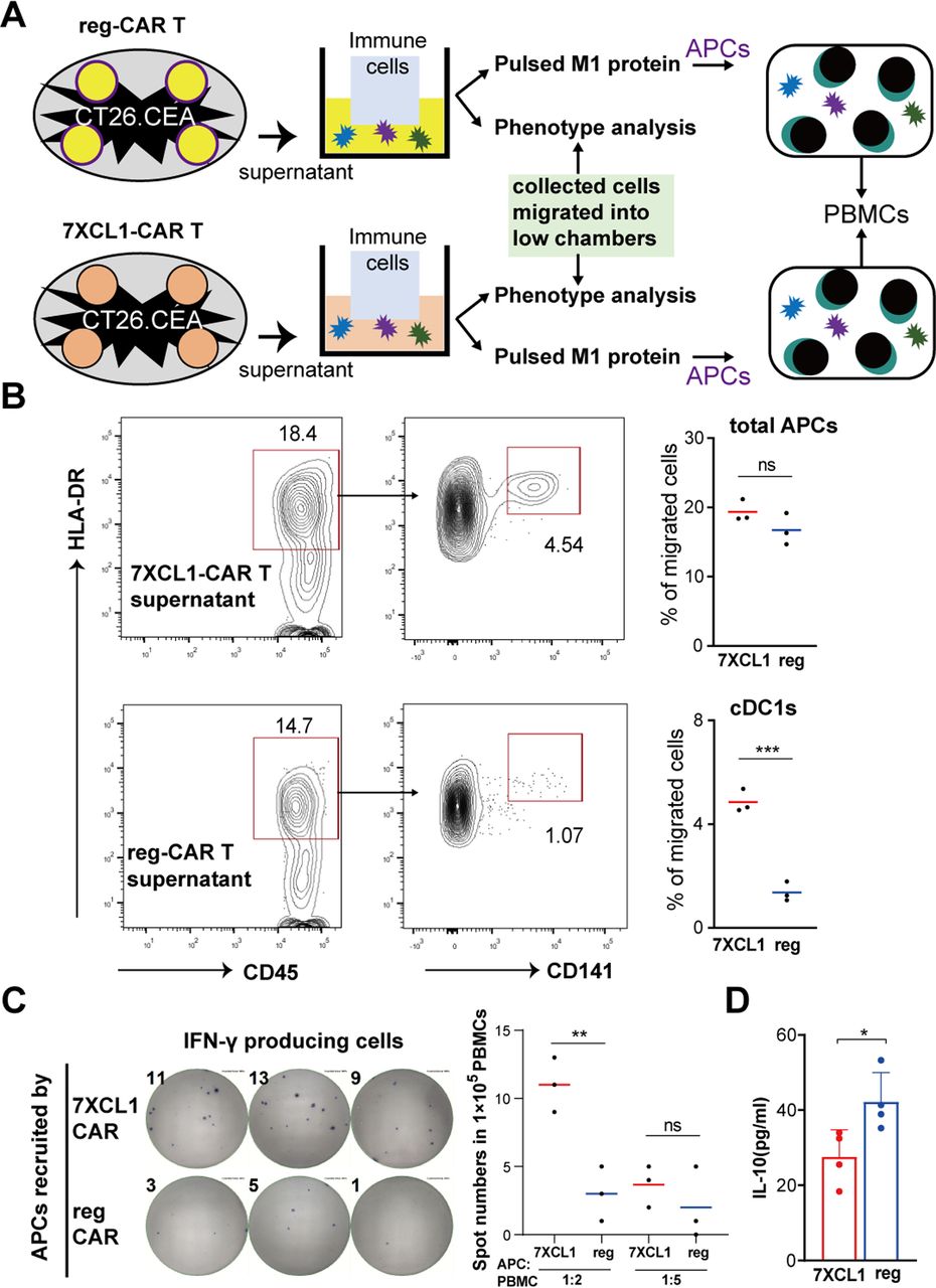 XCL1-secreting CEA CAR-T cells enhance endogenous CD8+ T cell responses ...