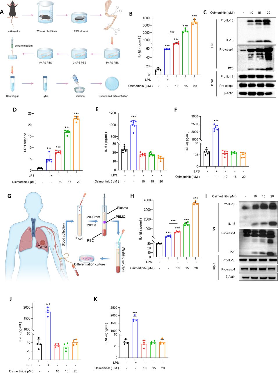 Macrophage NLRP3 activation and IL-1β release drive osimertinib-induced antitumor immunity