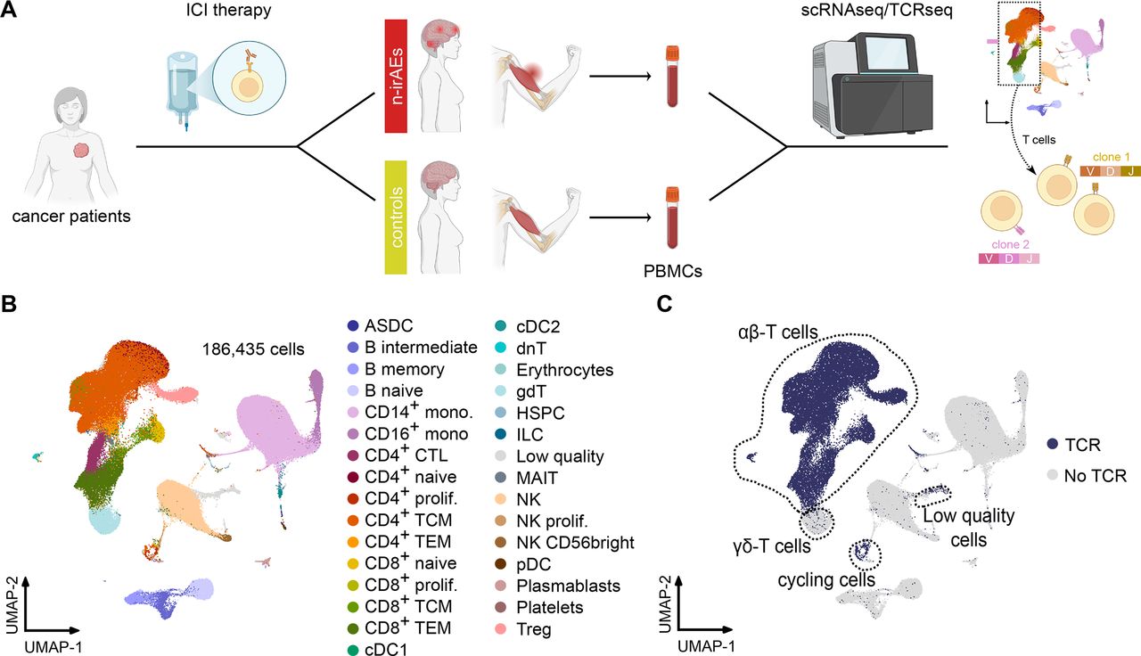 JE REVIENS ／CD4枚 Clonally expanded effector CD4+ cytotoxic T lymphocytes are