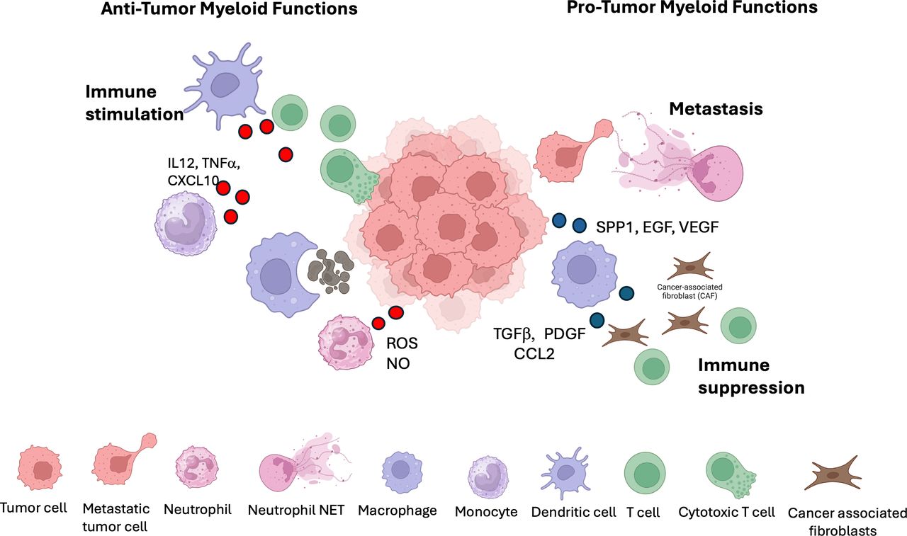Positive and negative roles of myeloid cells in cancer immunotherapy ...