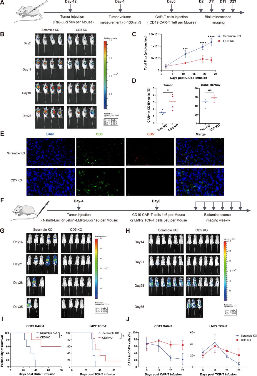 CD5 ablation enhances persistence and antitumor potency of