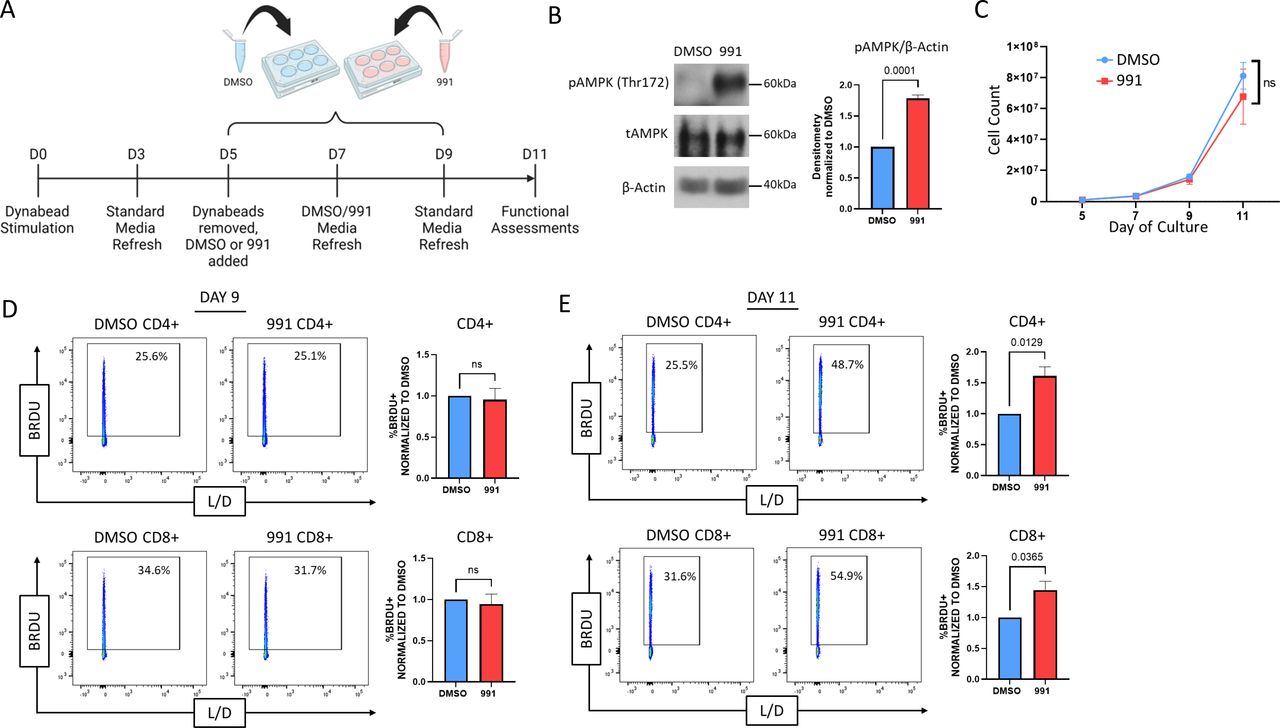 AMPK agonism optimizes the in vivo activation and antileukemic efficacy ...