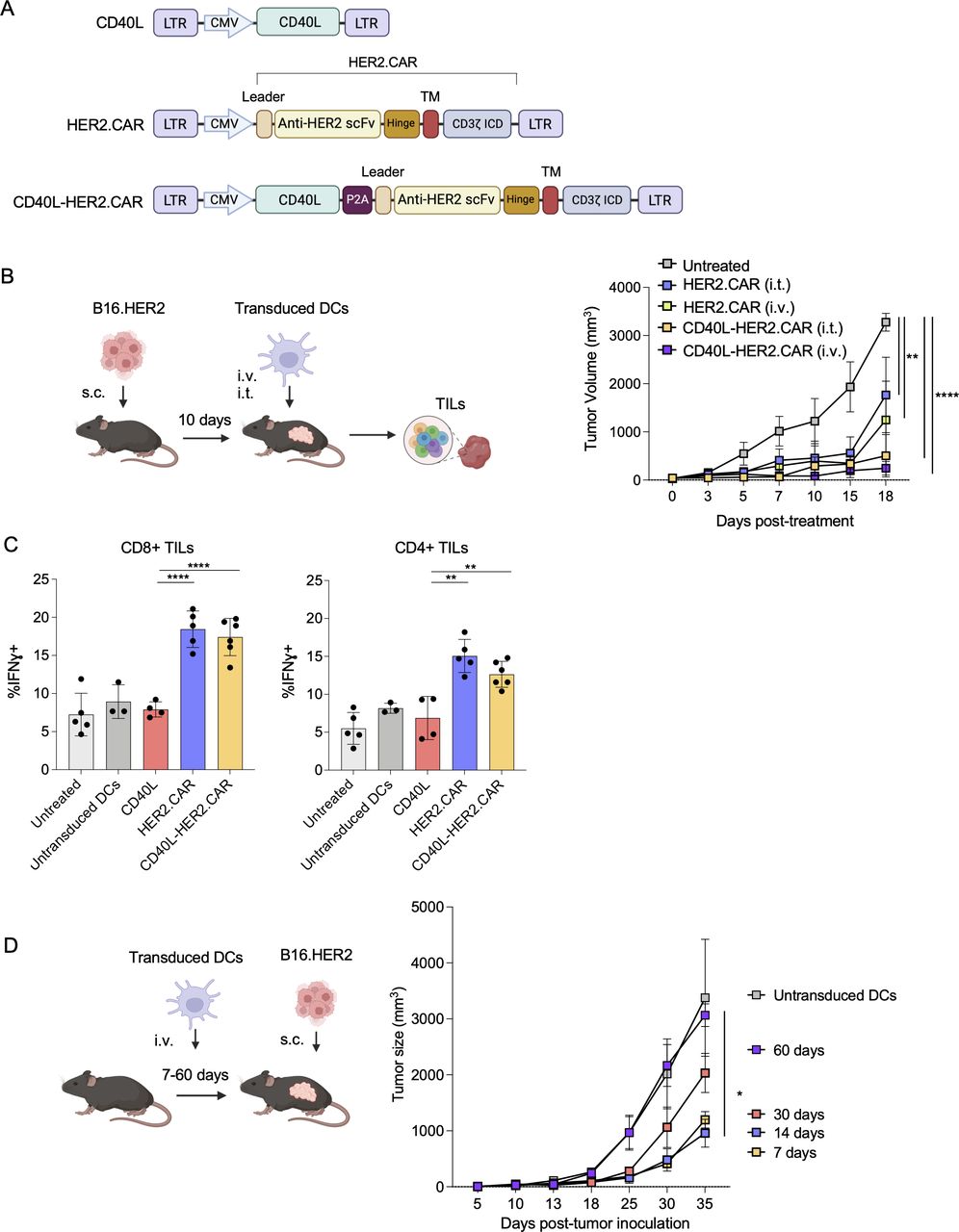 Chimeric antigen receptor dendritic cells suppress melanoma growth
