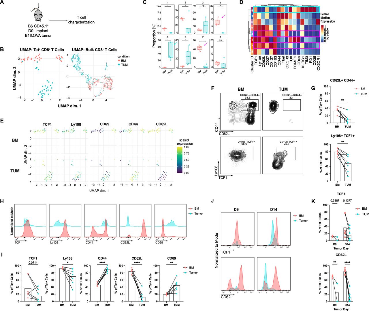 Tumor-specific CD8+ T cells from the bone marrow resist exhaustion