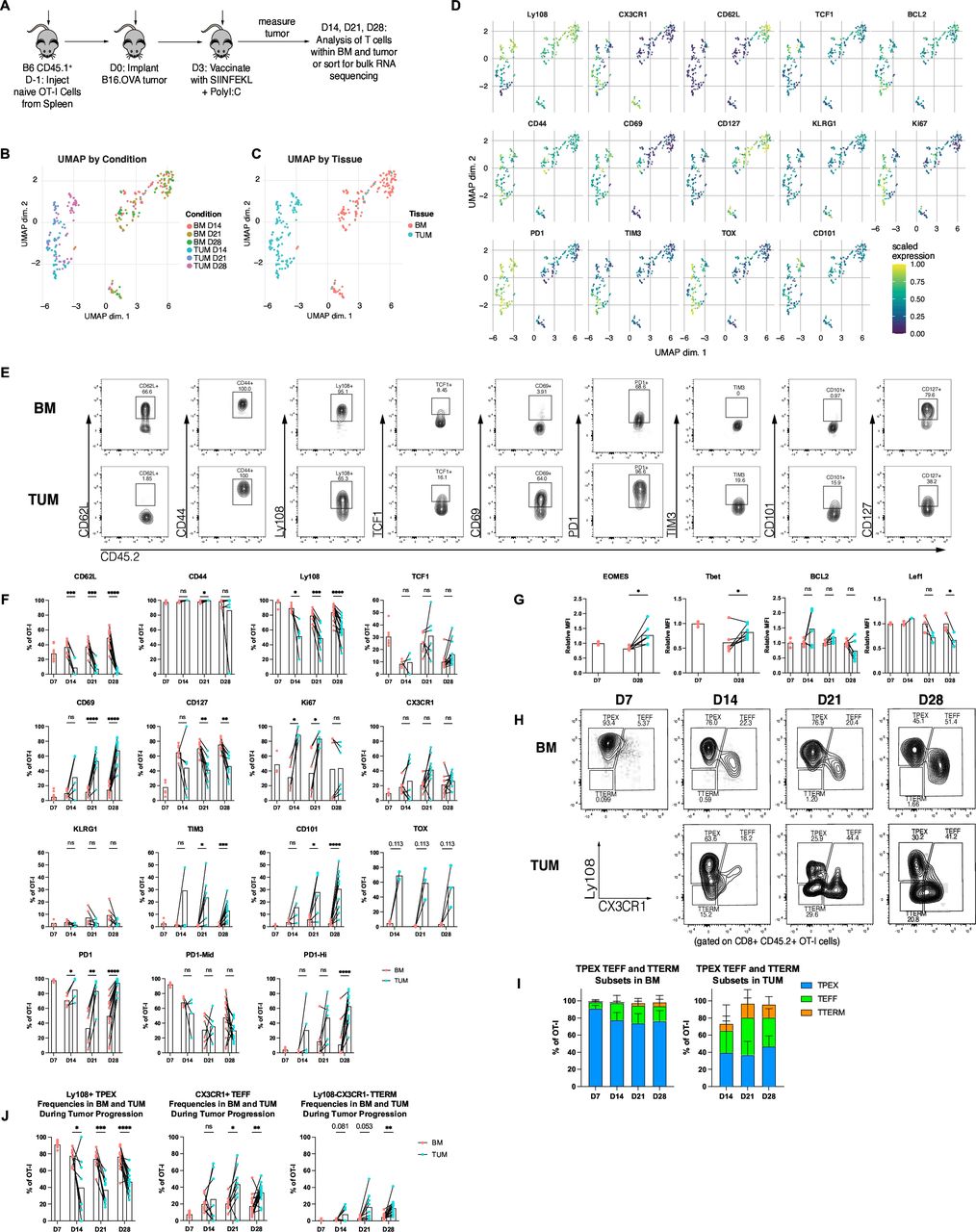 Tumor-specific CD8+ T cells from the bone marrow resist exhaustion