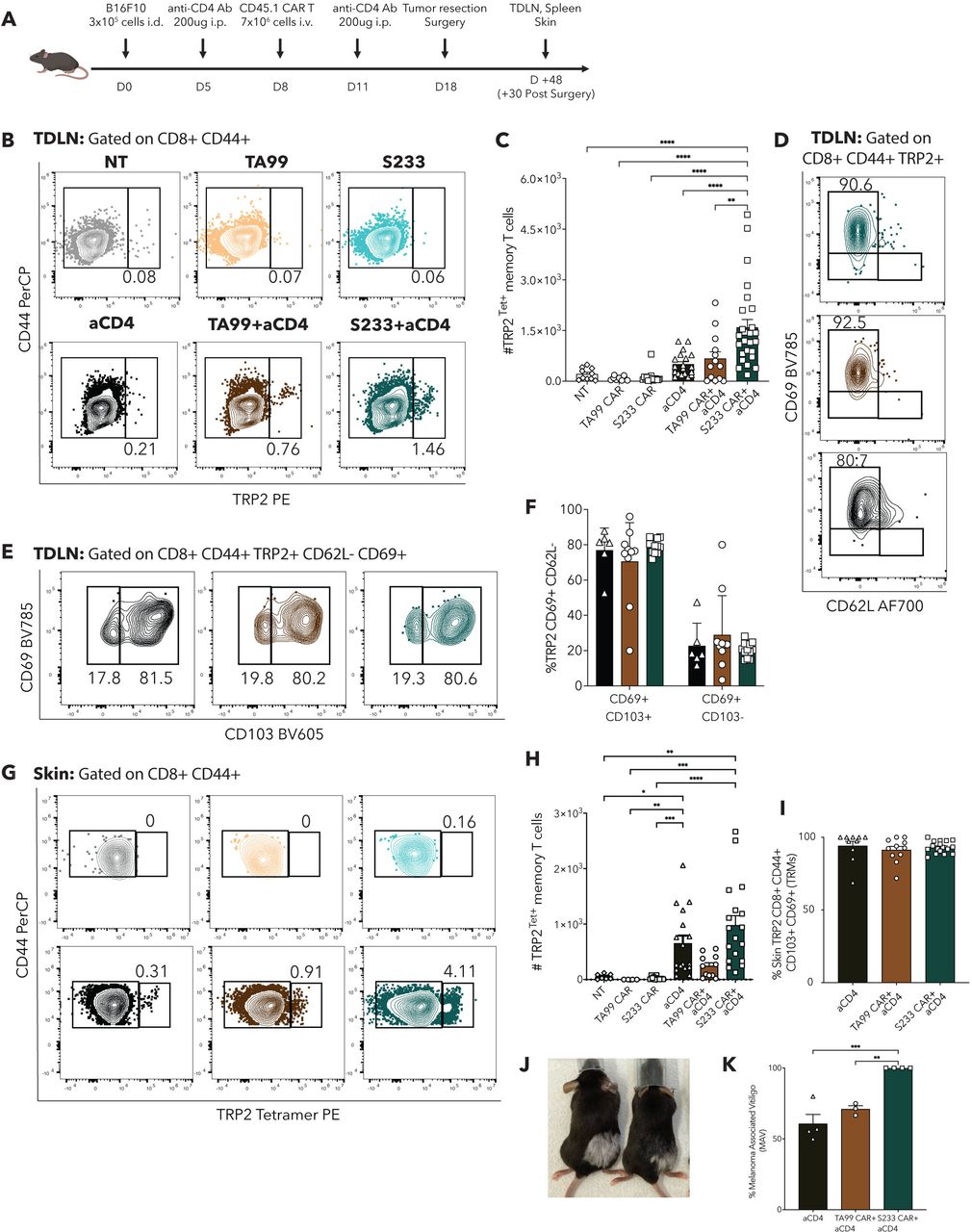 CD4 T cell depletion increases memory differentiation of