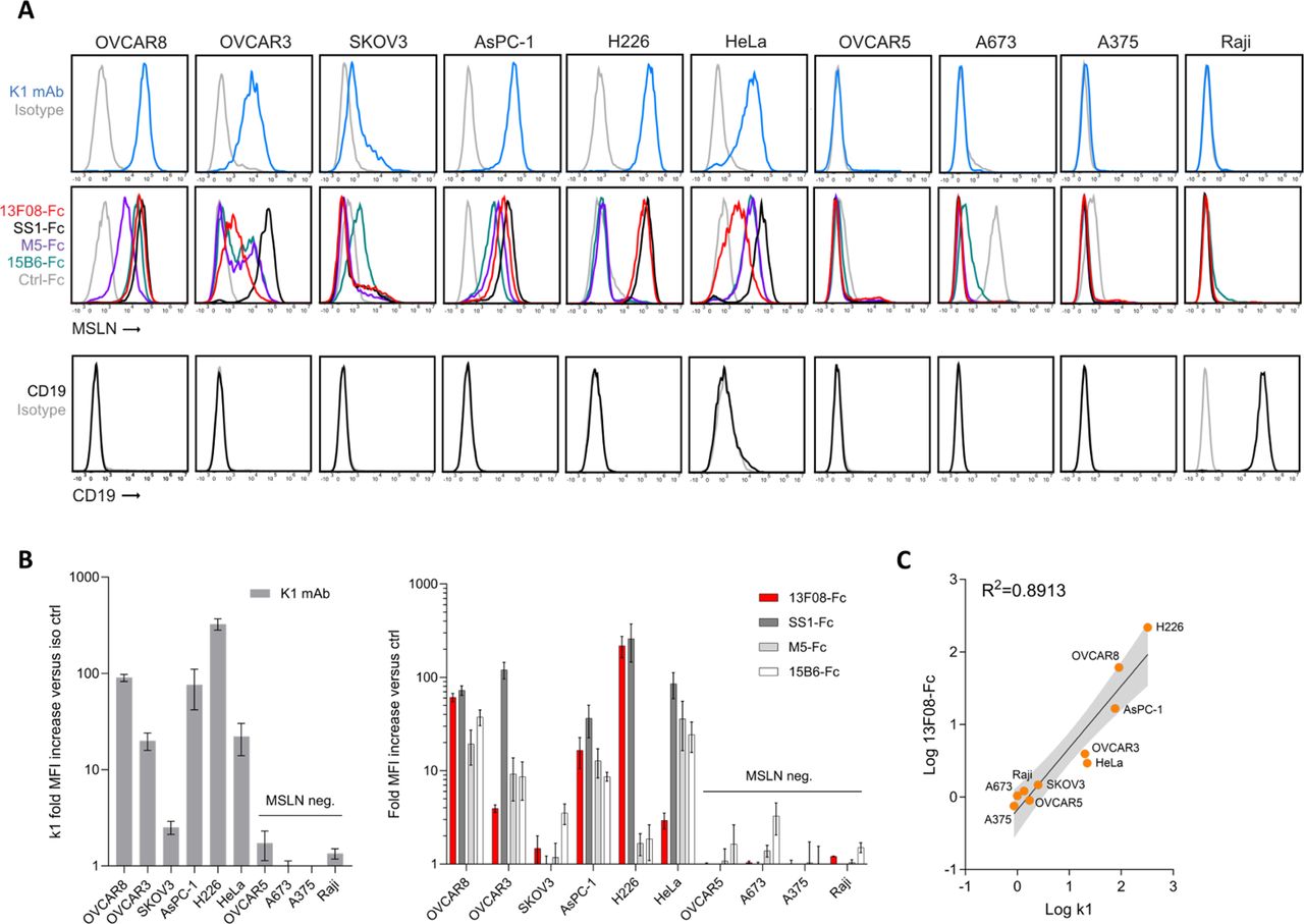 Potent and durable control of mesothelin-expressing tumors by a