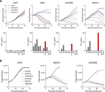 Potent and durable control of mesothelin-expressing tumors by a