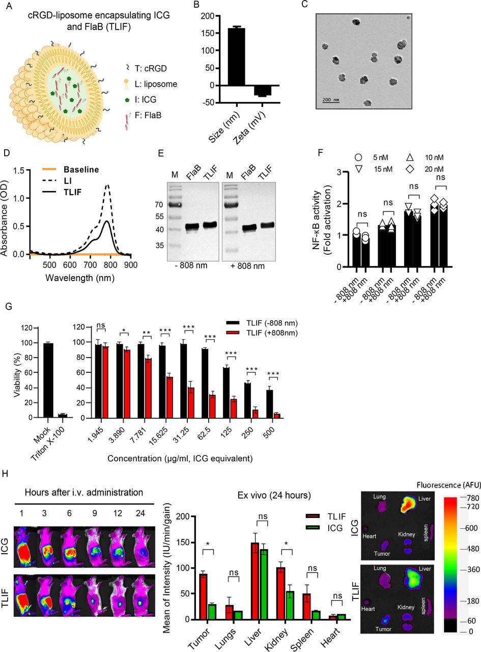 Thermoresistant flagellin-adjuvanted cancer vaccine combined with