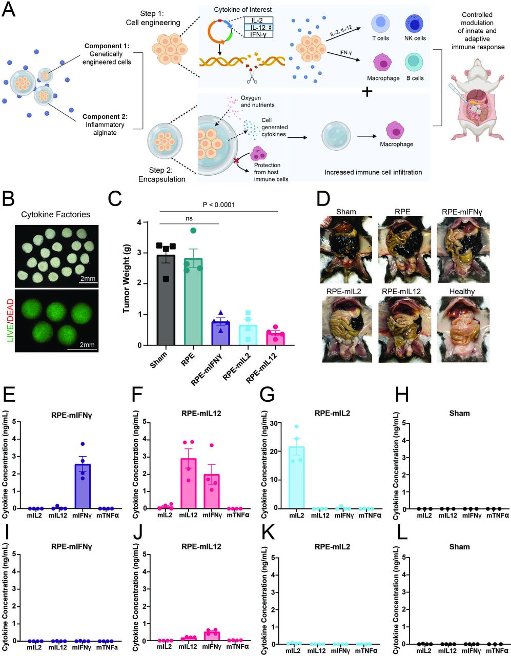 IL-12-producing cytokine factories induce precursor exhausted T cells ...
