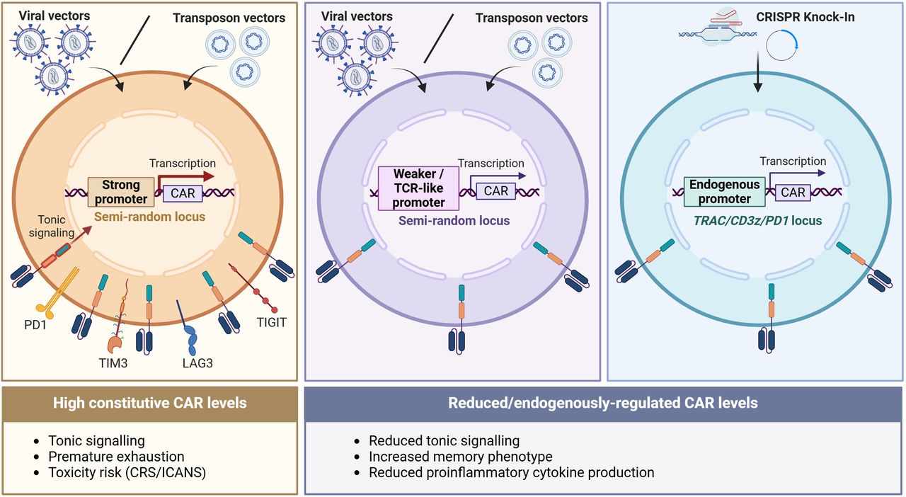 Tailoring CAR surface density and dynamics to improve CAR-T cell ...