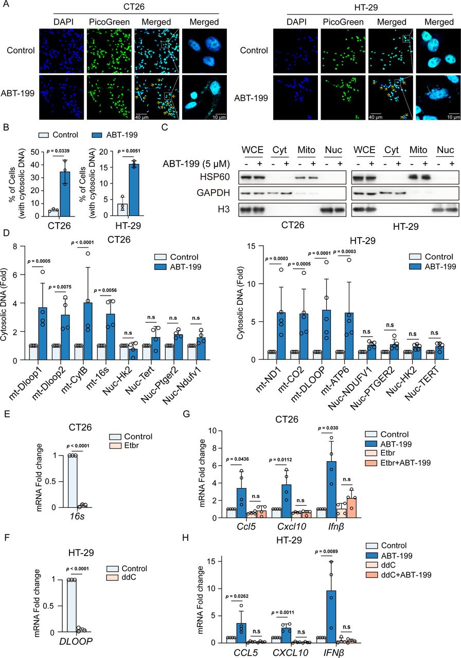 Selective BCL-2 inhibitor triggers STING-dependent antitumor