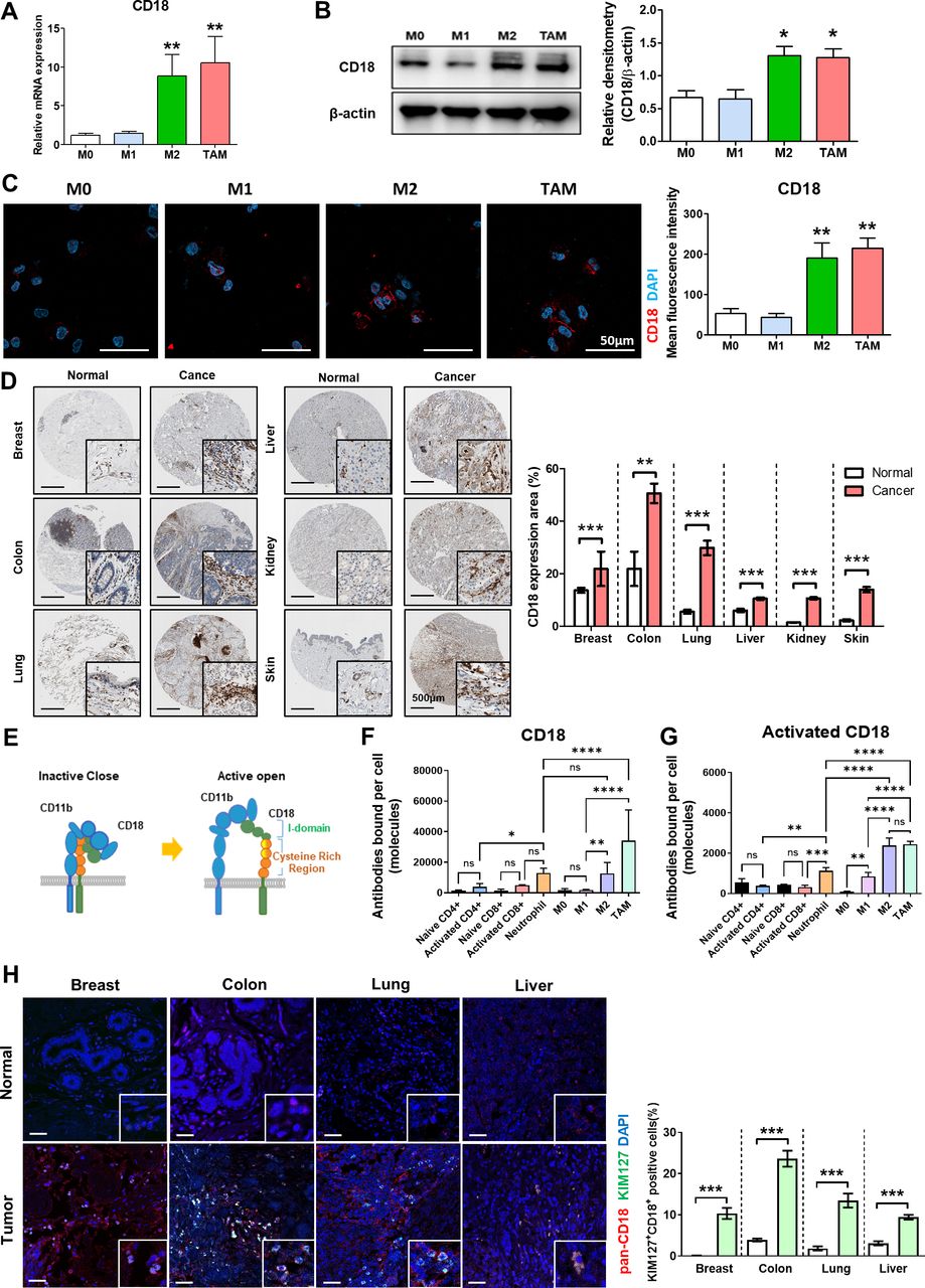 Conformation-sensitive targeting of CD18 depletes M2-like tumor