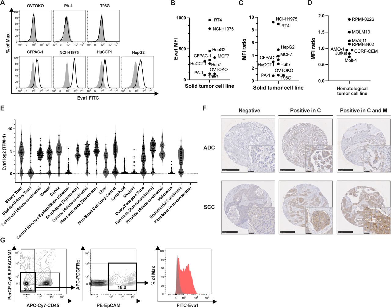 Development and optimization of Eva1 (MPZL2) targeting chimeric