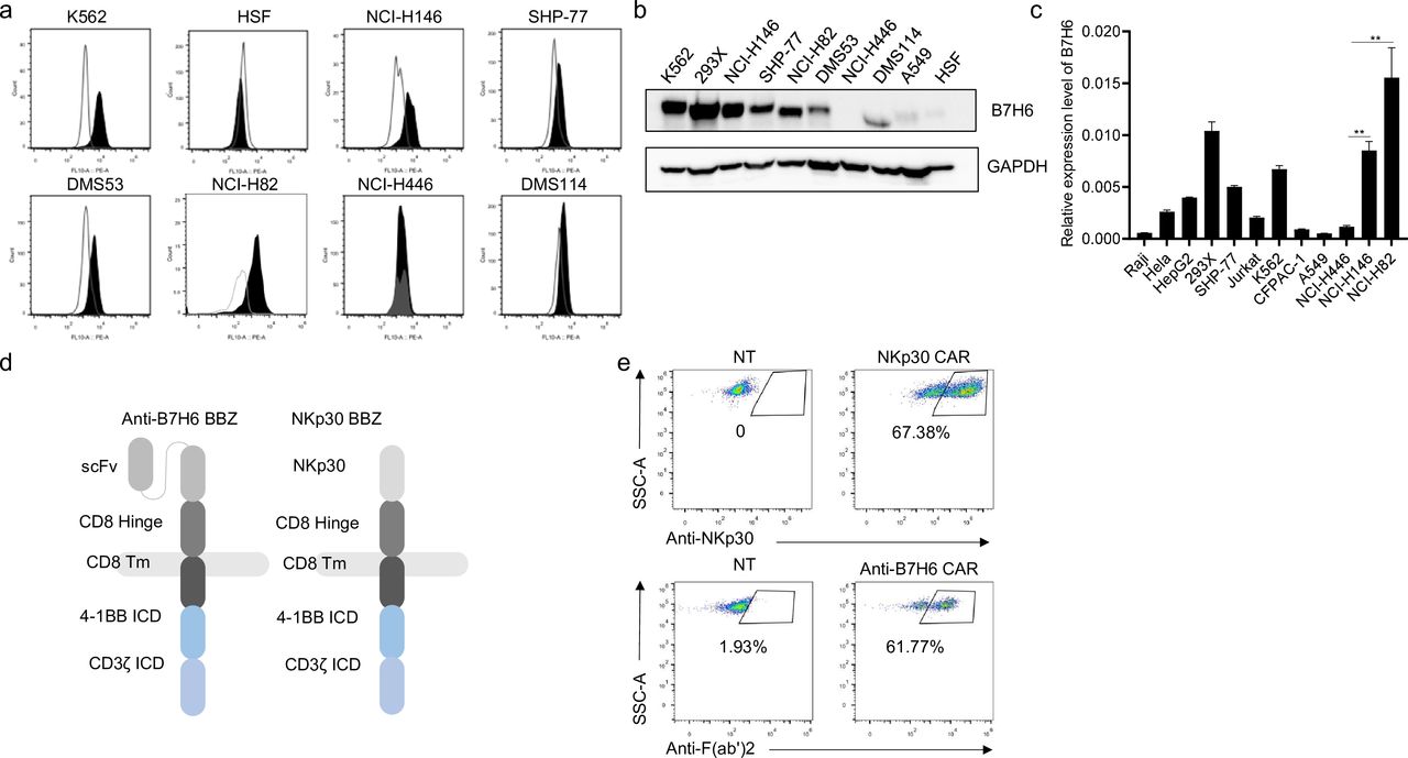 BCL-2 mutant B7H6-CAR-T cells synergized with venetoclax for