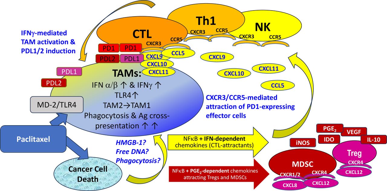 Paclitaxel, interferons and functional reprogramming of tumor ...