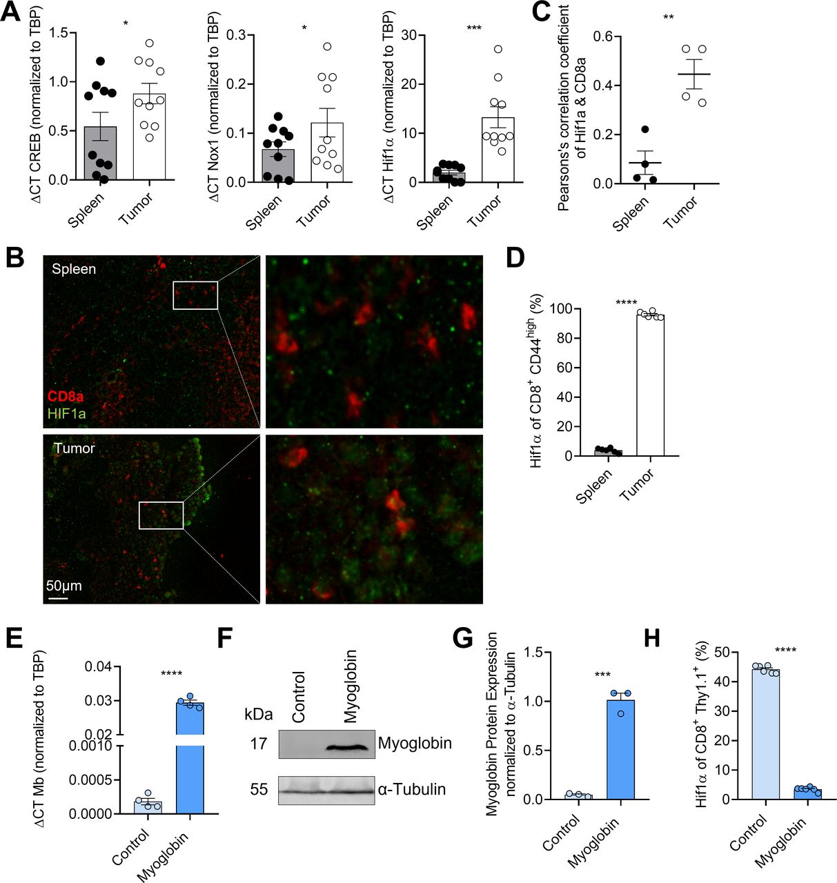Myoglobin expression improves T-cell metabolism and antitumor effector function