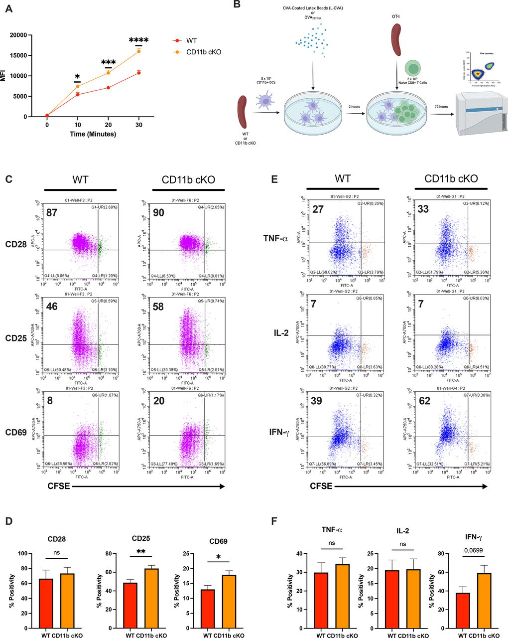 Piezo1 deletion enhances cross-priming of CD8+ T cells by tumor