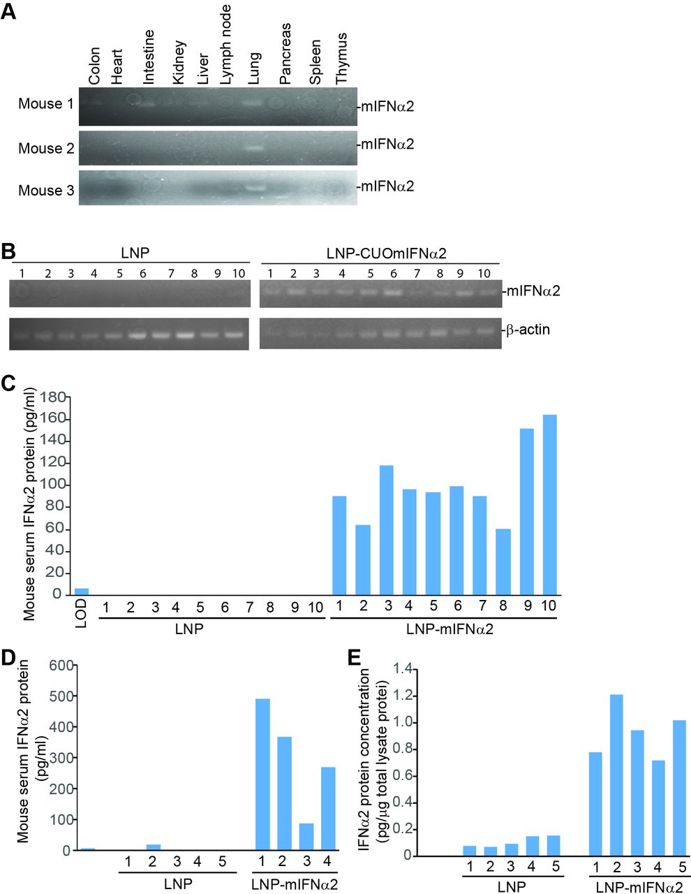 Lipid nanoparticle-delivered IFNα2 activates Cxcl9 to increase T