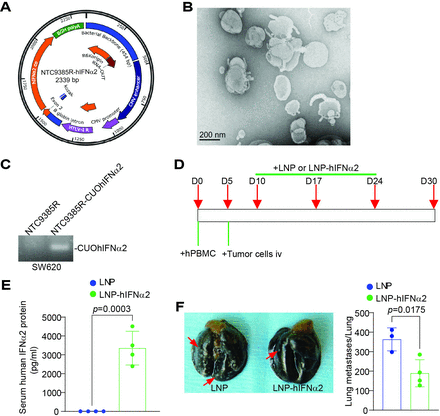 Lipid nanoparticle-delivered IFNα2 activates Cxcl9 to increase T