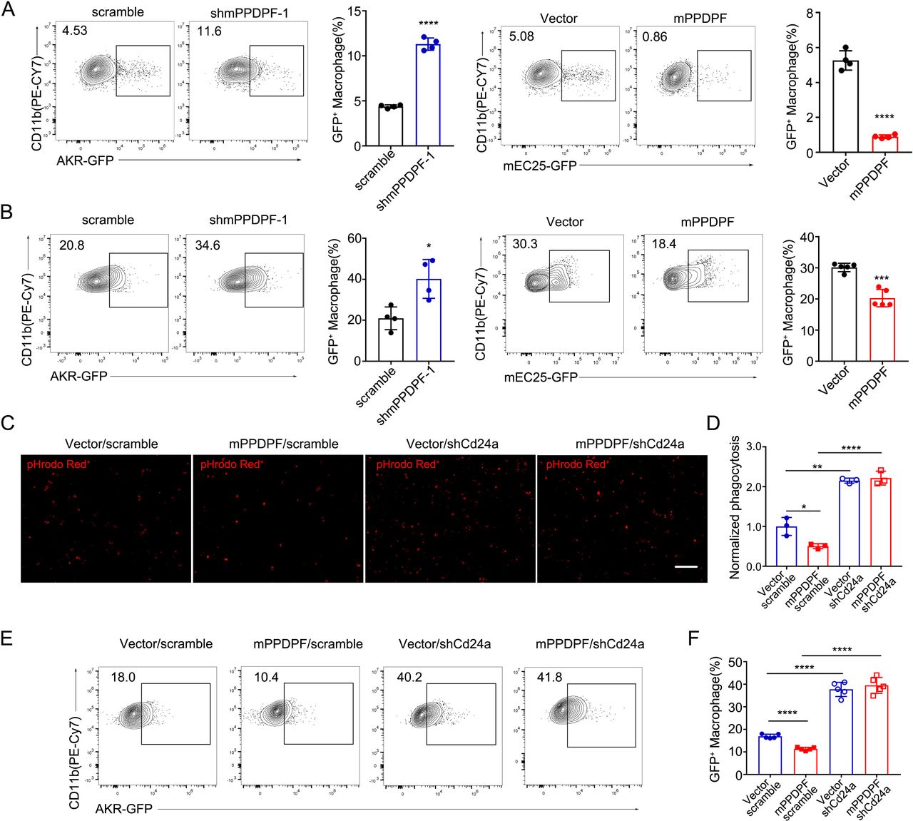 PPDPF promotes the progression of esophageal squamous cell