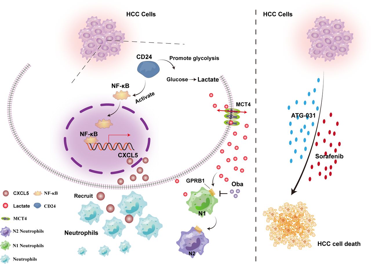 CD24 recruits tumor-associated neutrophils to promote the