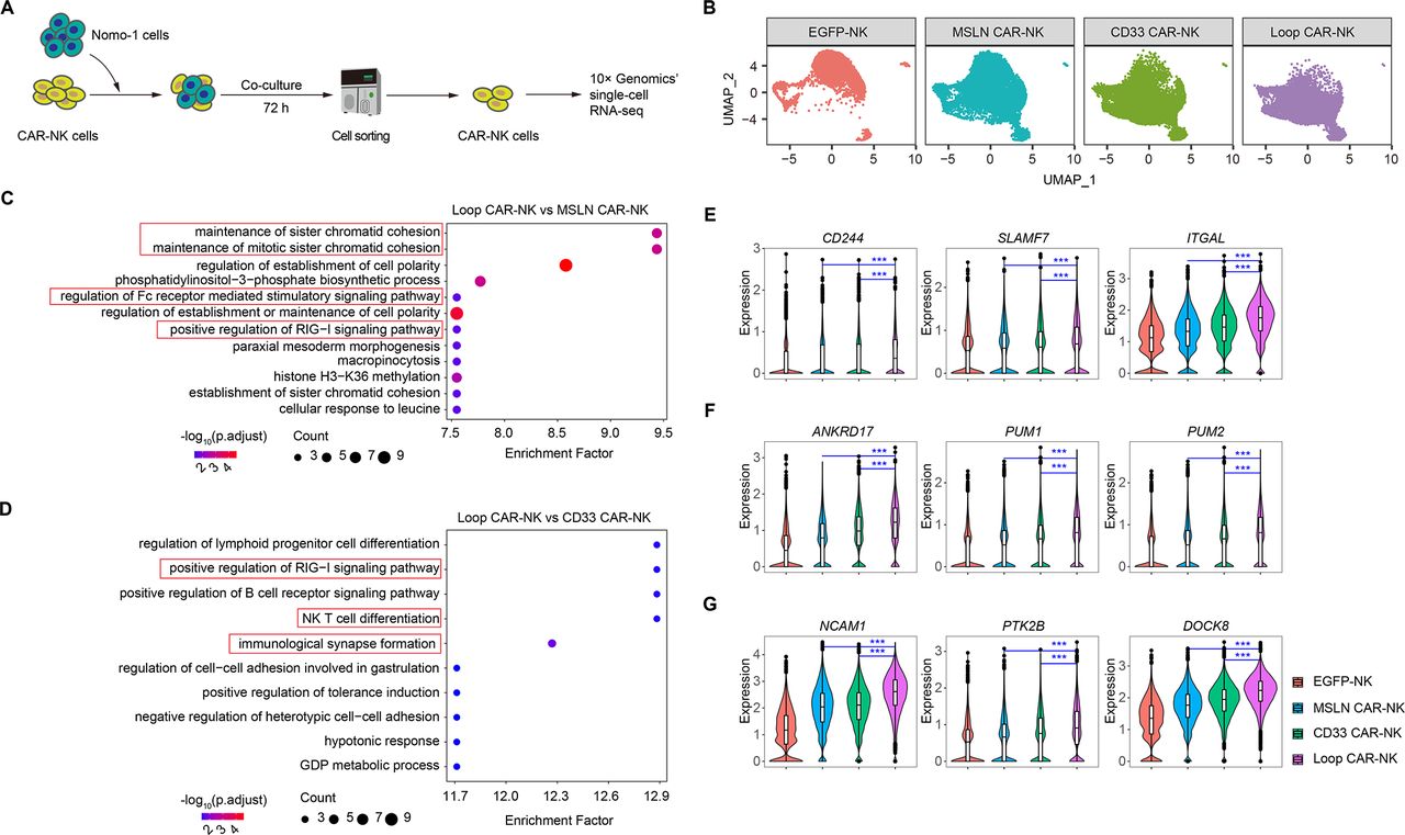 CD33KO-CD33-mesothelin Loop CAR design avoids fratricide and