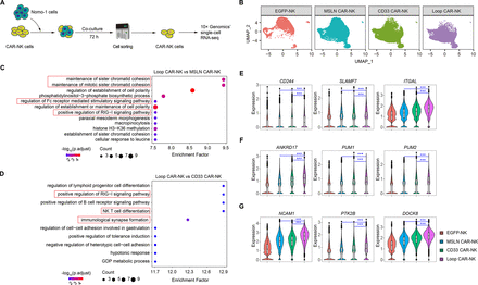 CD33KO-CD33-mesothelin Loop CAR design avoids fratricide and