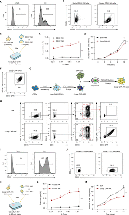 CD33KO-CD33-mesothelin Loop CAR design avoids fratricide and