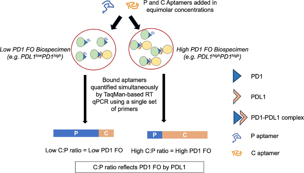 112 Quantifying the fractional occupancy of PD1 by PDL1 in clinical ...