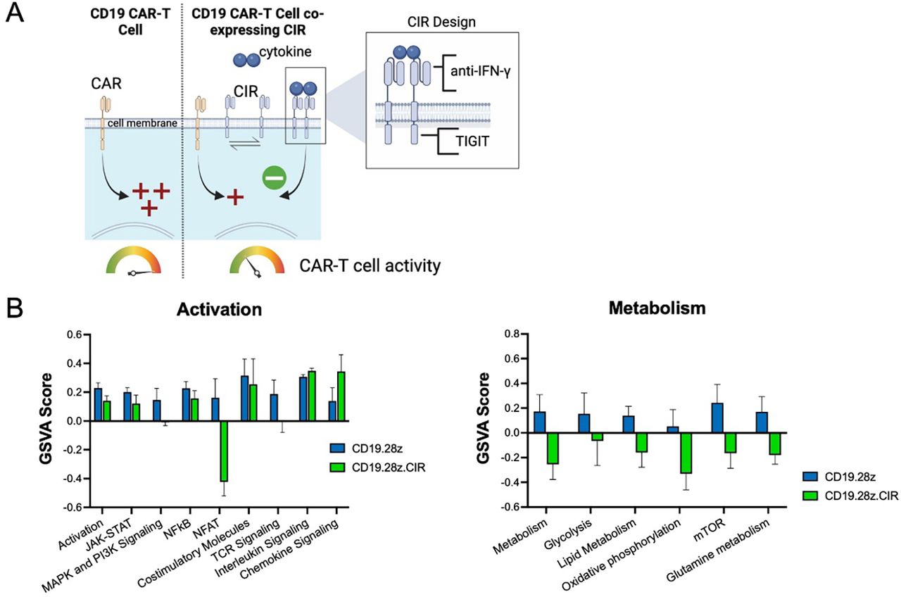 213 Development of ‘auto-regulating’ CD19 CAR T cells using a novel ...