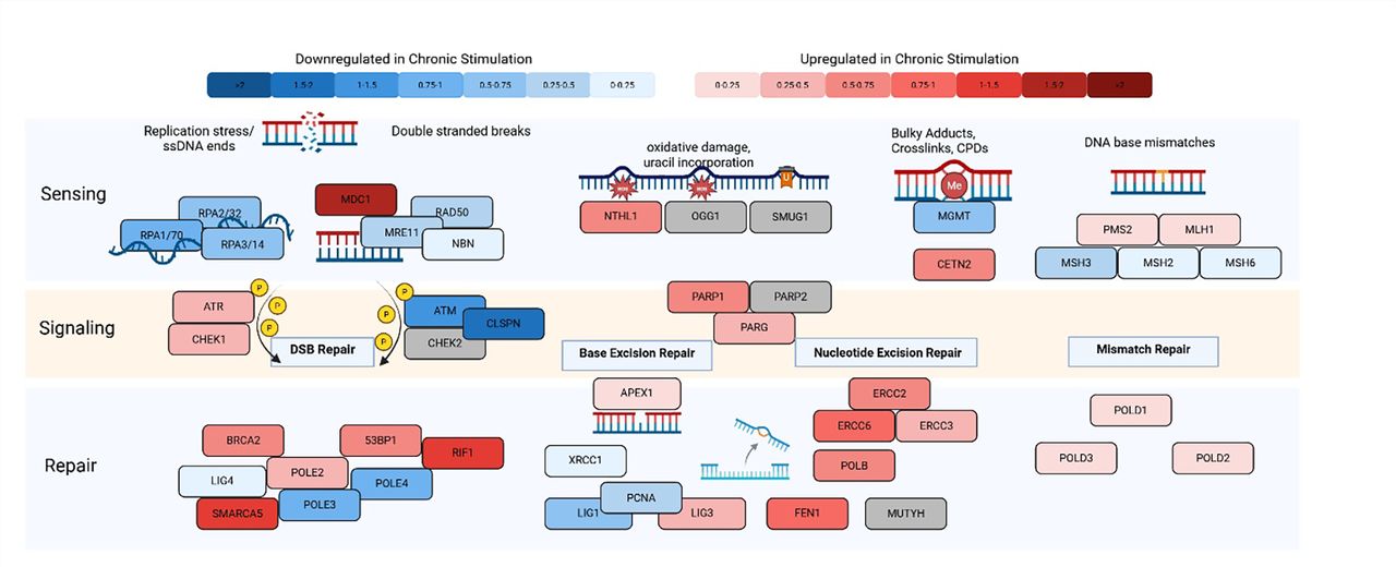 236 Manipulating the DNA damage response to combat T cell exhaustion ...