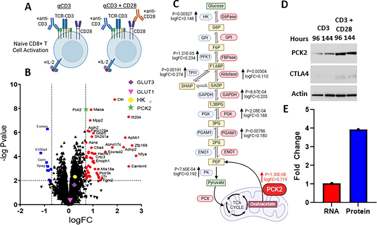 762 CD28 costimulation induces PCK2 to support T cell effector function ...