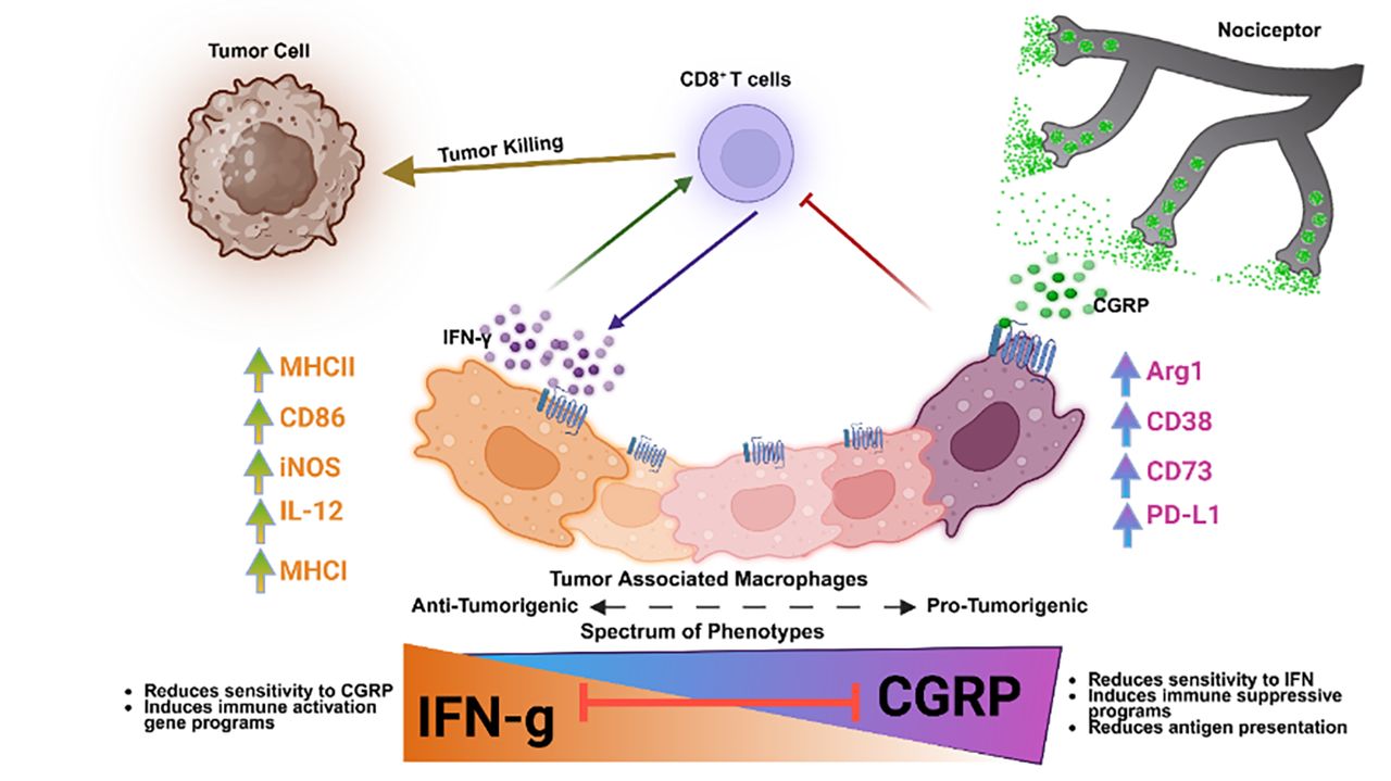 801 Rewiring neuro-immune circuits to overcome checkpoint blockade ...