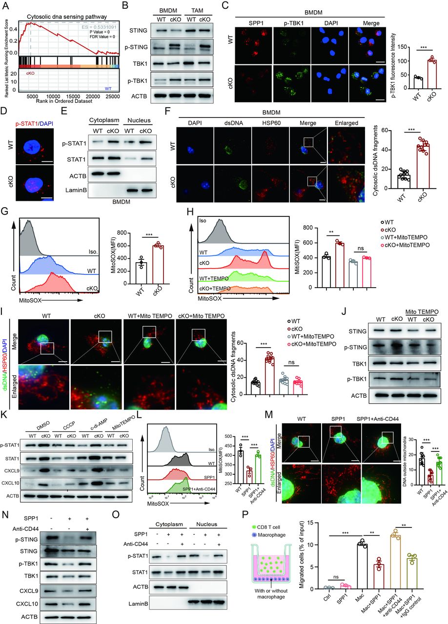 Targeting macrophage-derived SPP1 enhances CD8 T cell infiltration