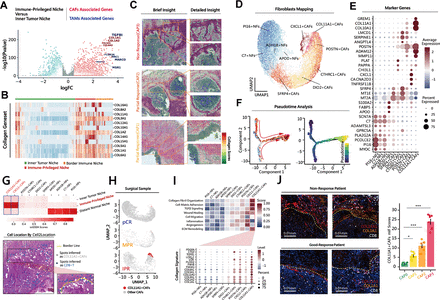 An Immune-privileged niche mediates immunotherapy resistance in