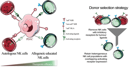 Effective allogeneic natural killer cell therapy for pancreatic