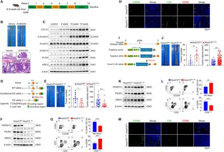 HOXD13-mediated immune crosstalk between cancer cells and tumor