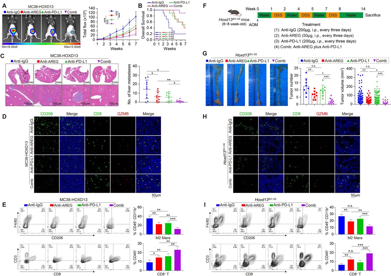 HOXD13-mediated immune crosstalk between cancer cells and tumor