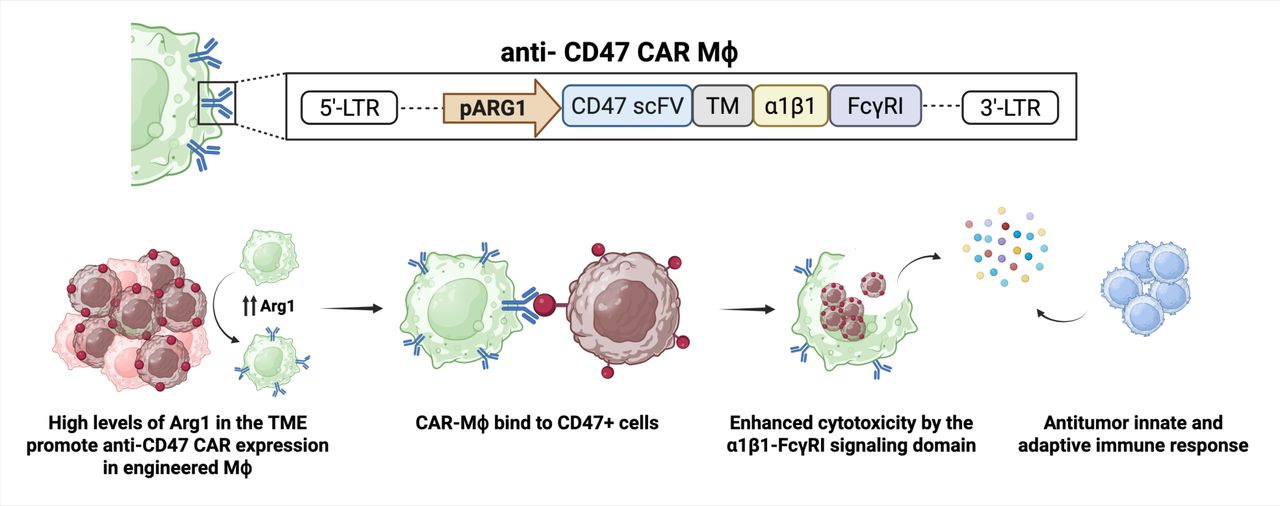 Engineering macrophages for effective and safe targeting of CD47 cancer ...